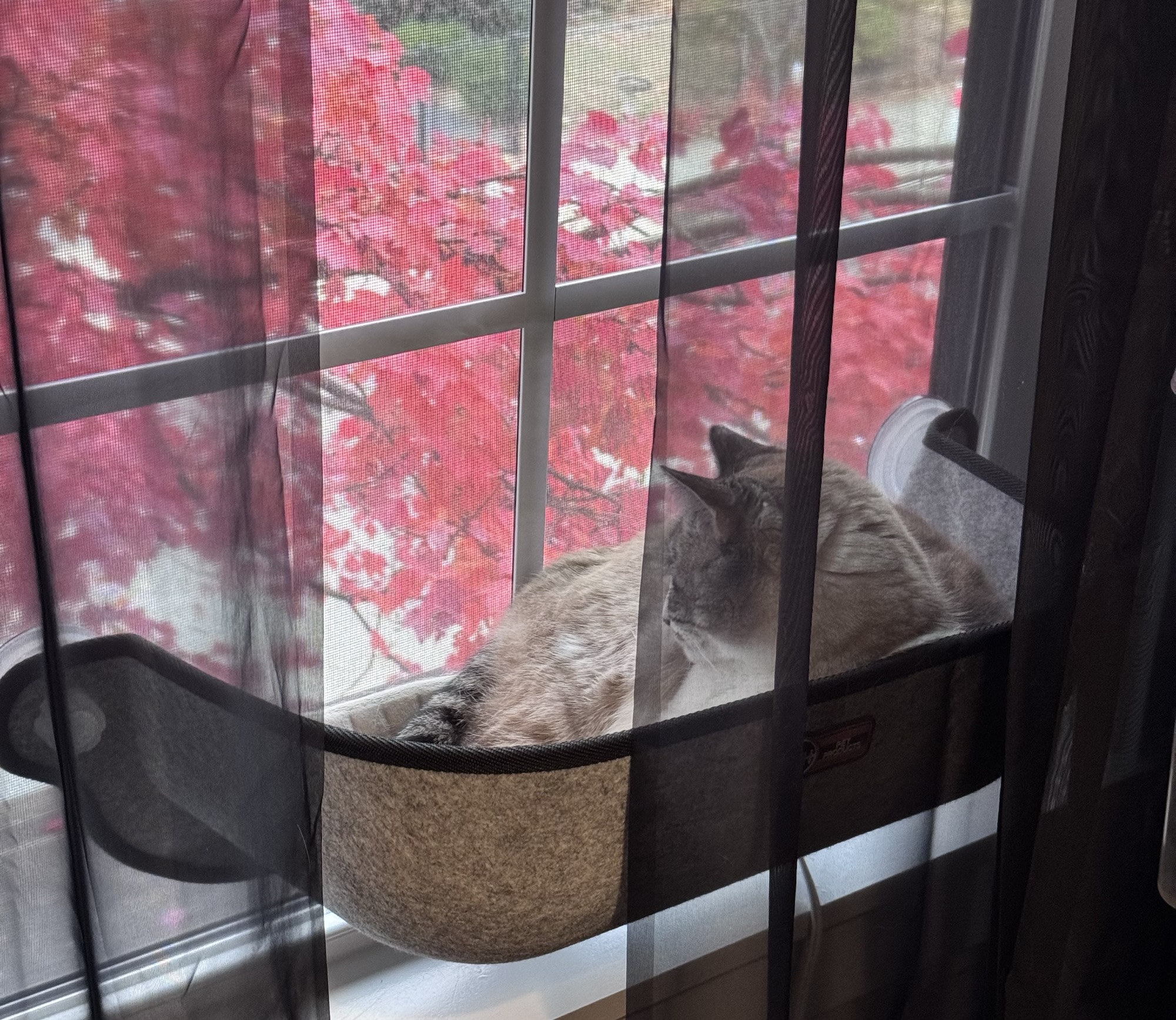 Nala chilling in her heated bed in the window